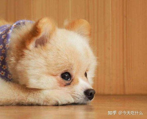 怎么给博美宠物狗理发毛