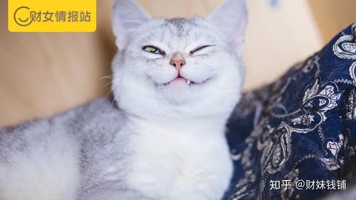 宠物猫怎么养最省钱