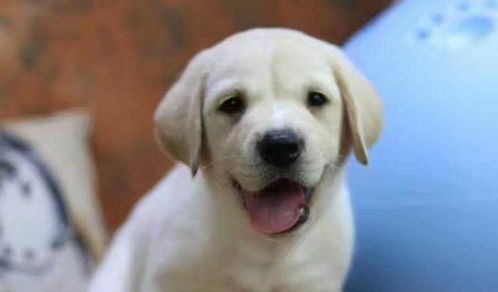 拉布拉多犬多少元一只