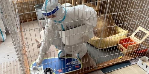 不在家怎么隔离宠物狗猫