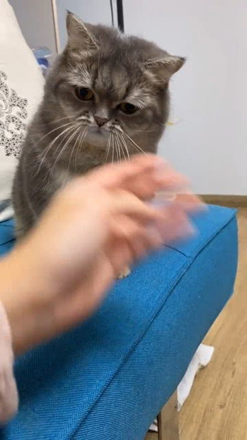 手摸小宠物狗下巴怎么办