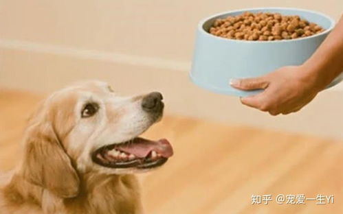 宠物狗怎么样才不会掉毛