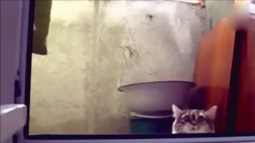 宠物猫太逗了怎么办啊