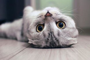 宠物猫怎么看感冒