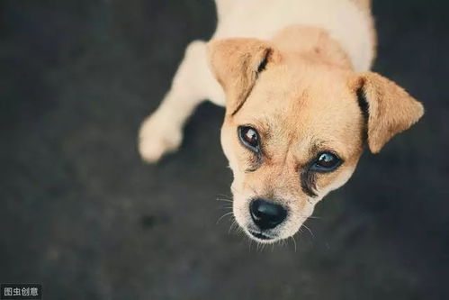 宠物狗出现狂犬病怎么办