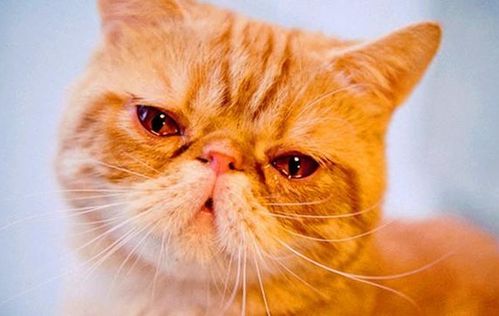 宠物猫染色怎么办
