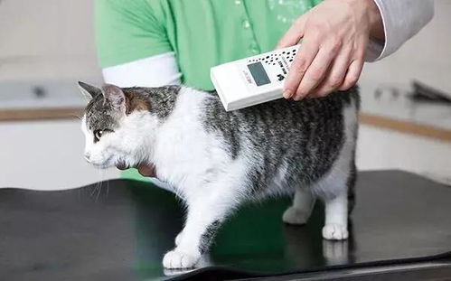 怎么给宠物猫打芯片