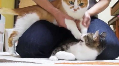 怎么逗宠物猫啊