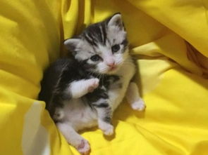 初生宠物猫怎么养好看