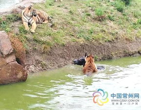 动物园怎么投喂宠物狗的