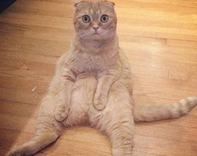 宠物猫怎么锻炼狩猎力量