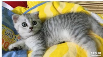 收养的宠物猫怎么养