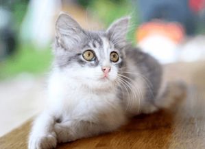 怎么起名字宠物猫