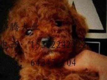 泰迪宠物狗幼苗怎么养好