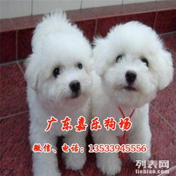 比熊宠物狗白色的毛怎么回事