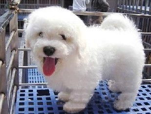 比熊犬多少钱一只
