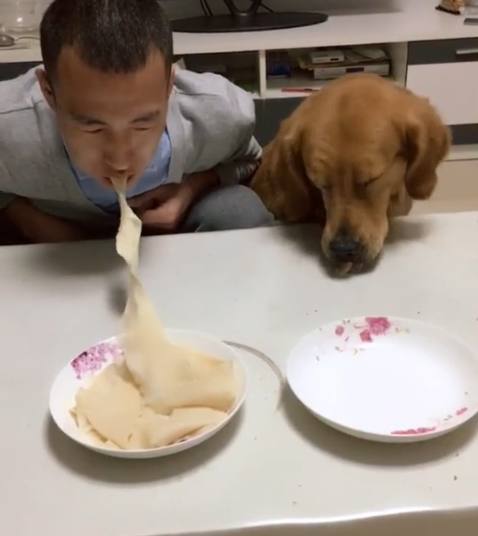 宠物狗怎么不吃面条了呢