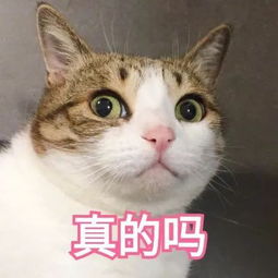 宠物猫店怎么开店