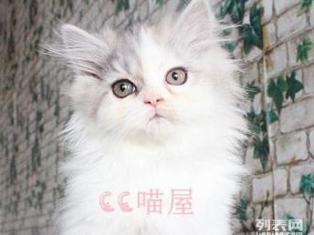 宠物猫长毛猫怎么养活的