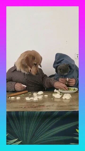 给宠物狗包饺子怎么包的