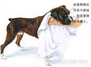 宠物狗的体温低怎么回事