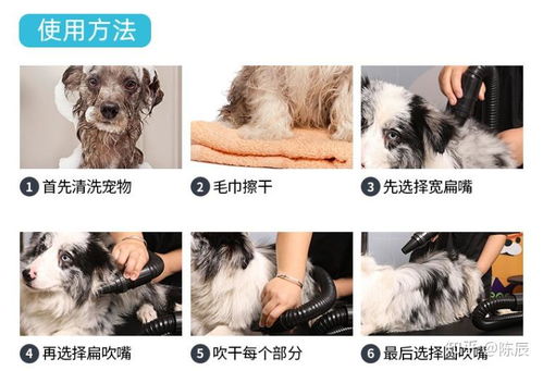 怎么用吹风机吹宠物狗