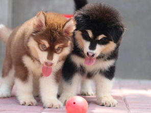 阿拉斯加幼犬多少钱
