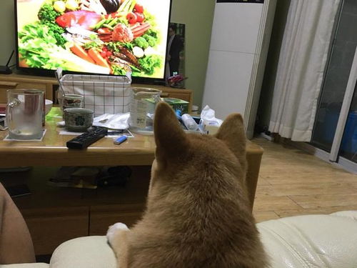 宠物狗吓到人了怎么办