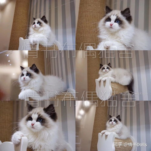 布偶猫双色多少钱
