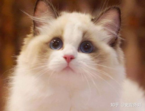 究竟怎么买宠物猫