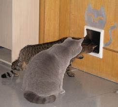 宠物猫怎么敲门的