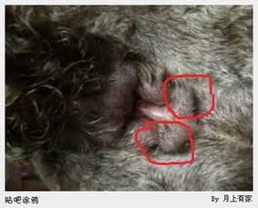 宠物狗肛门红痒怎么办啊