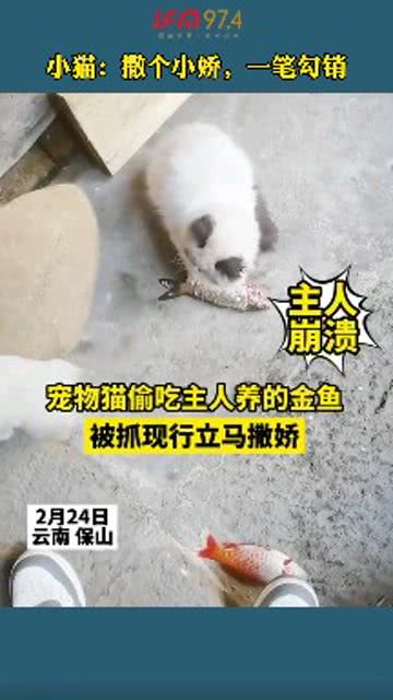 给宠物猫吃金鱼会怎么样