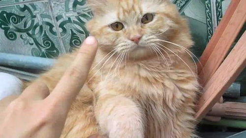 宠物猫怎么接近主人