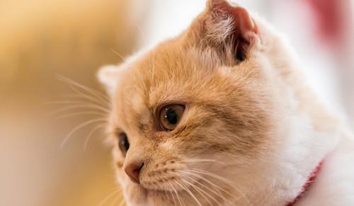 宠物猫怎么储存