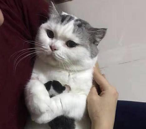 宠物猫怎么抱喂奶