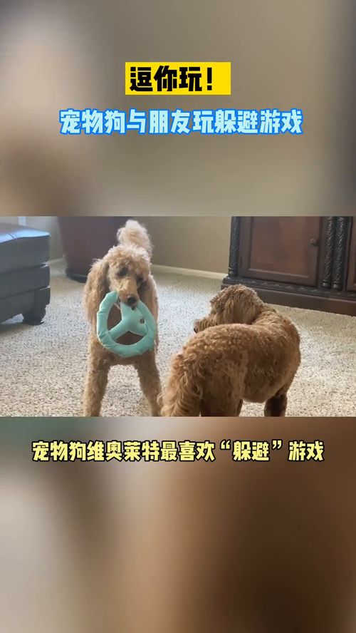 宠物狗不会躲车怎么办呀