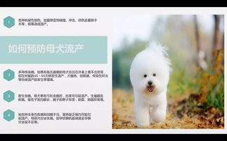 淘宝买的宠物狗怎么样