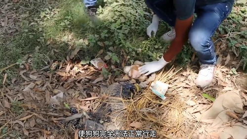 宠物狗混身沾满刺球怎么办