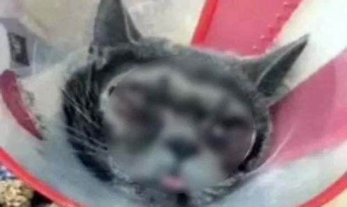 怎么修剪宠物猫耳朵