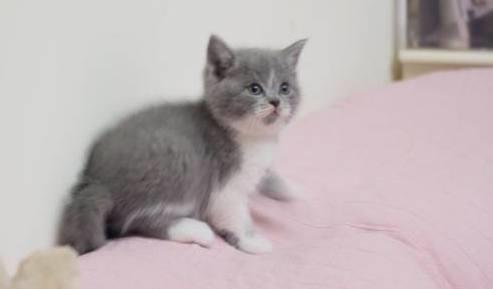 当父母遇到宠物猫怎么办