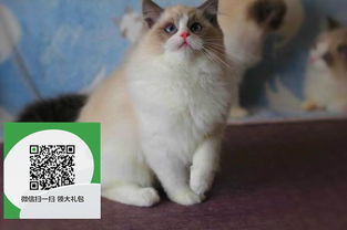 镇江市寄宠物猫怎么寄