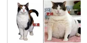 怎么跟宠物猫按摩身体