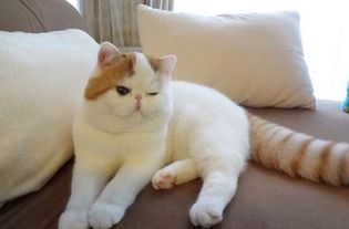 宠物猫生下宝宝怎么照顾