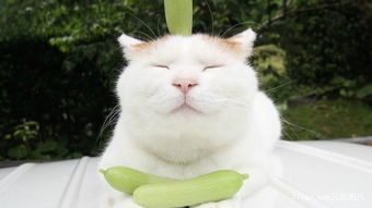 宠物猫是个病猫嘛怎么办