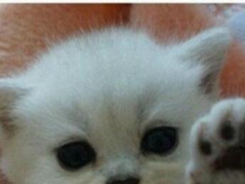 宠物猫驱虫外用药怎么打