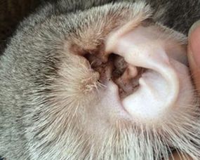 宠物猫怎么得的耳螨病呢