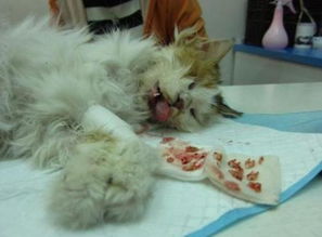 宠物猫怎么拔尿袋