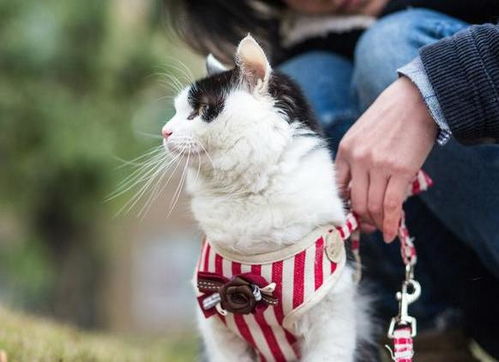 想让宠物猫生仔怎么办