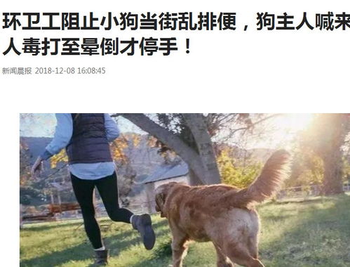 宠物狗当街拉屎怎么办啊